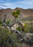 Somewhere in the Nevada Desert