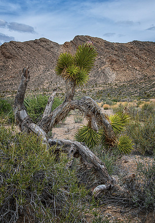 Somewhere in the Nevada Desert