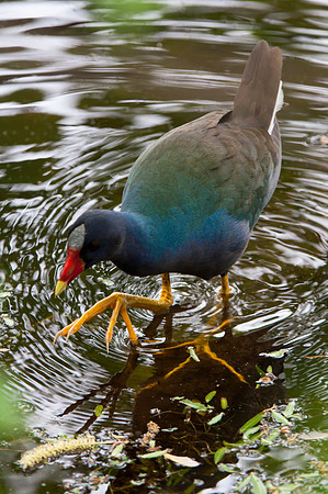 Purple Gallinule