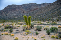 Somewhere in the Nevada Desert