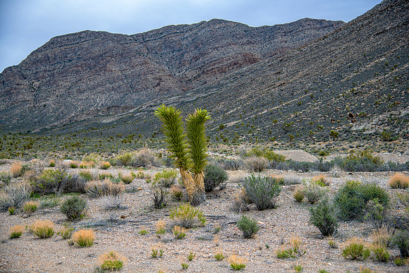 Somewhere in the Nevada Desert
