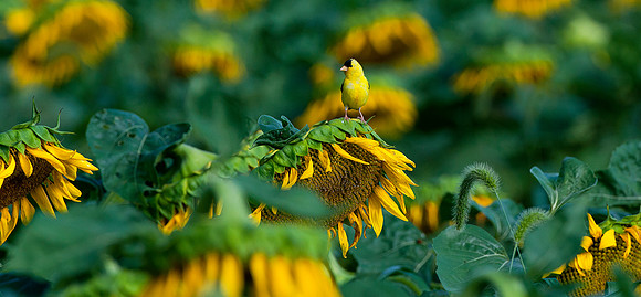 Yellow and Gold