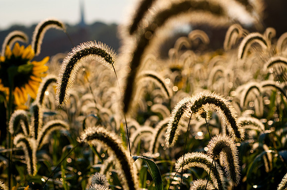 Morning Dew