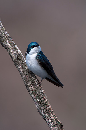 Tree Swallow